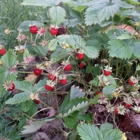 шепіт лісу Apartamento *